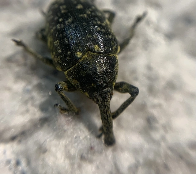 Larinus sturnus - aszat-púderbarkó