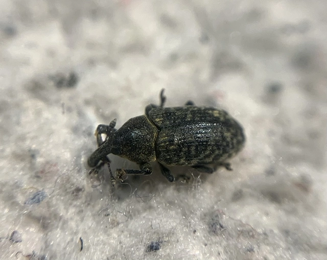Larinus carlinae - foltos púderbarkó