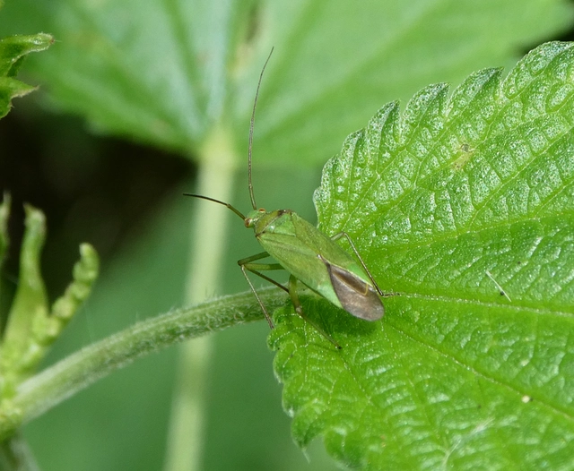 Calocoris affinis