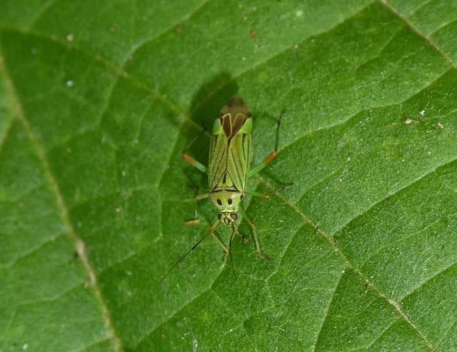 Mermitelocerus schmidtii