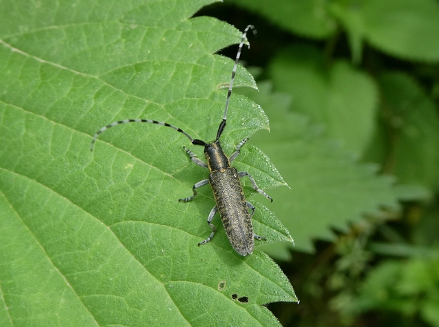 Agapanthia villosoviridescens - fehérgyűrűs bogáncscincér