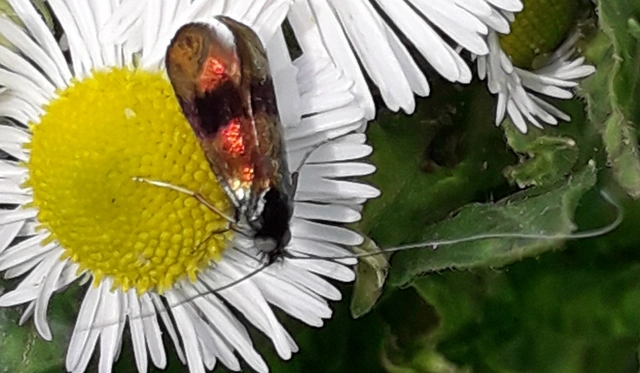 Adelidae - hosszúcsápú-tőrösmolyfélék