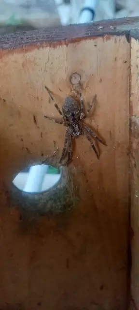 Zoropsis spinimana - tüskéskezű álfarkaspók