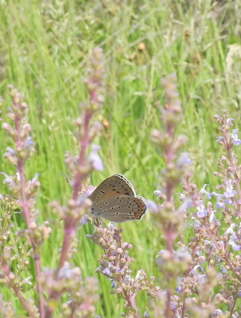 Lycaena alciphron - ibolyás tűzlepke