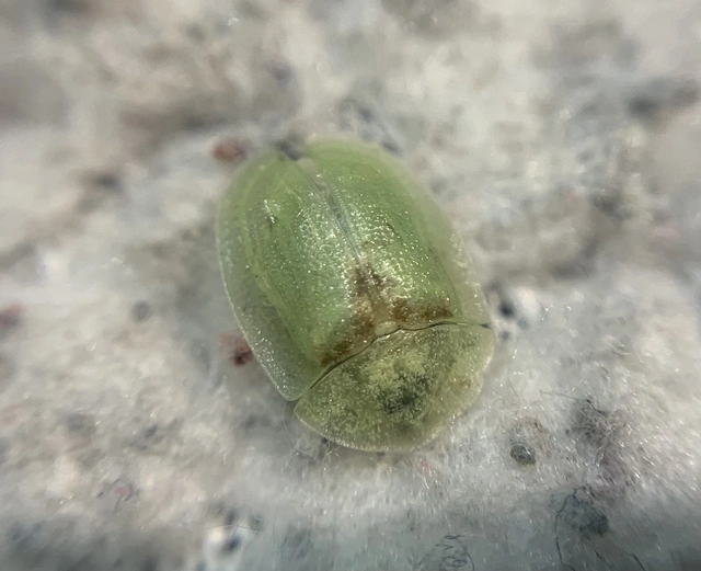 Cassida rubiginosa - lapos pajzsbogár Cassida rubiginosa - lapos pajzsbogár
