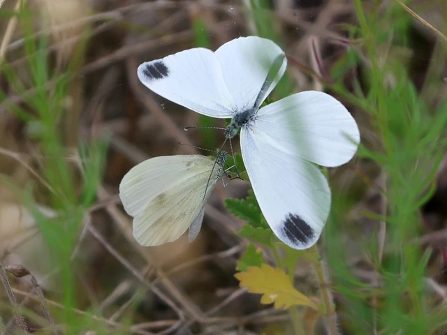 Leptidea sinapis - mustárlepke