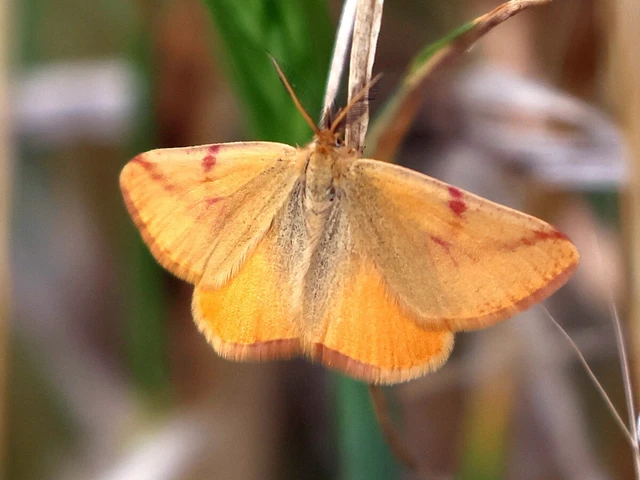Lythria purpuraria - bíborsávos araszoló
