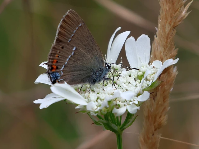 Satyrium spini - kökény-csücsköslepke