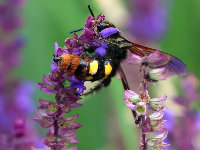Megascolia maculata - óriás-tőrösdarázs