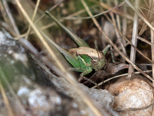 Platycleis
