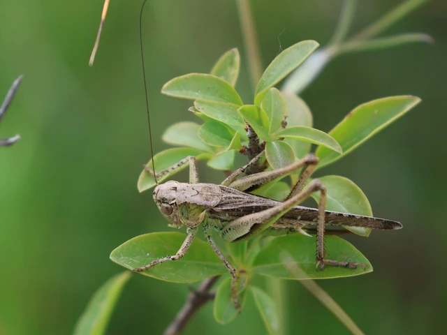 Platycleis