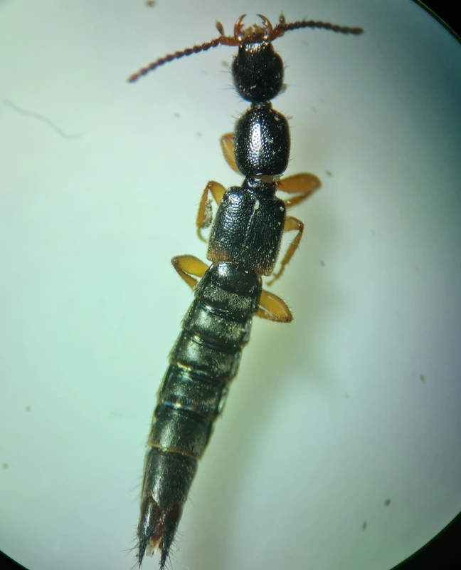 Tetartopeus terminatus - lápi mocsárholyva