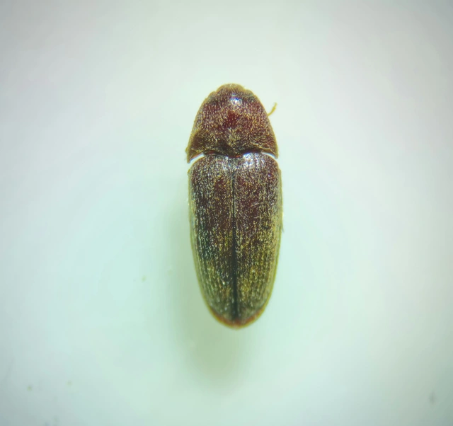 Throscidae - merevbogárfélék