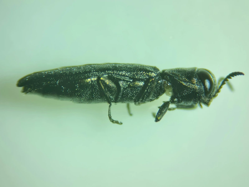 Agrilus laticornis - szélescsápú karcsúdíszbogár
