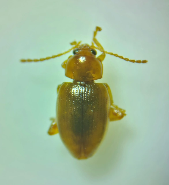 Neocrepidodera