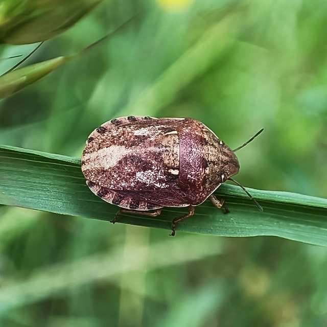 Eurygaster maura - mórpoloska Eurygaster maura - mórpoloska
