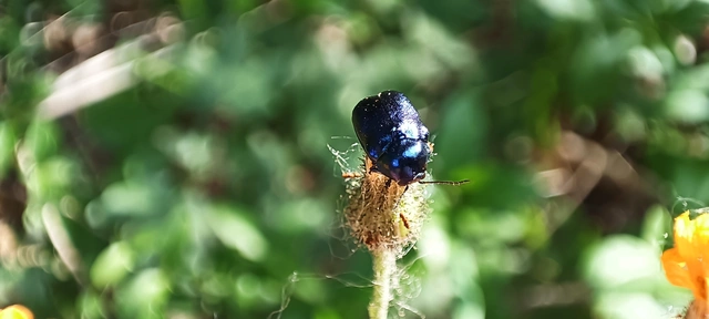 Cryptocephalus