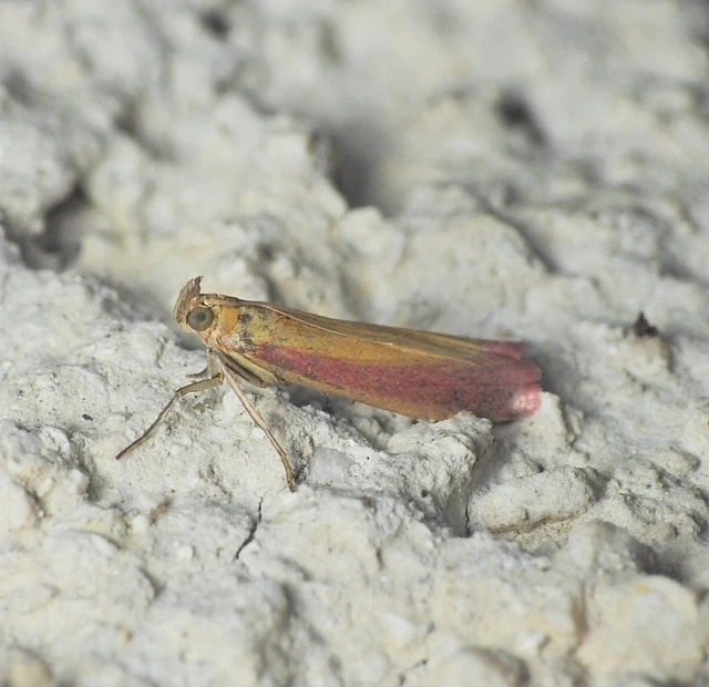 Oncocera semirubella - lucernamoly