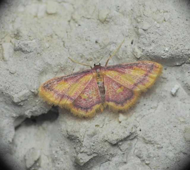 Idaea muricata - mocsári pirosaraszoló