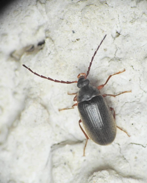 Hymenalia rufipes - rőtlábú alkonybogár