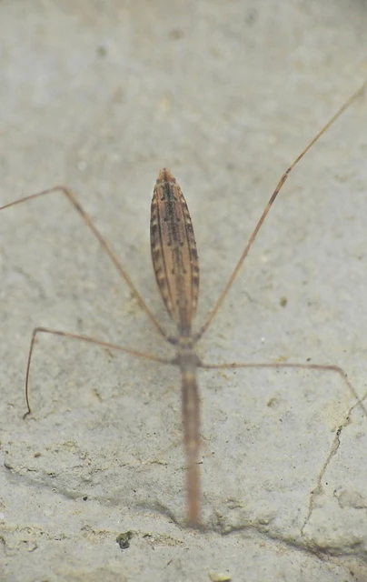 Heteroptera - Poloskák