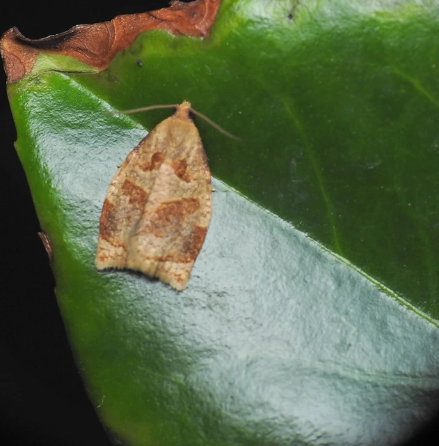 Tortricidae - sodrómolyfélék