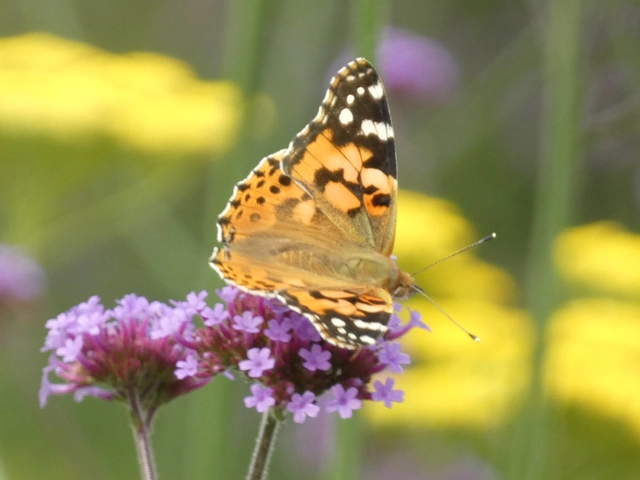 Vanessa cardui - bogáncslepke