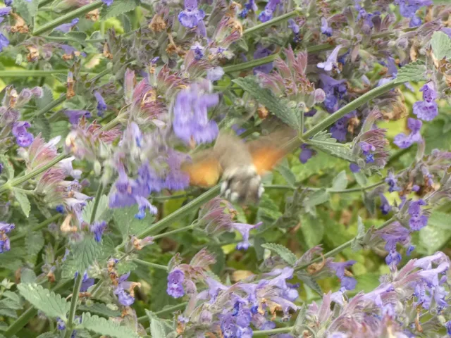 Macroglossum stellatarum - kacsafarkú szender