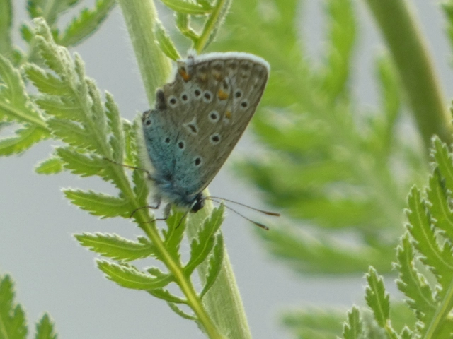 Polyommatus icarus - közönséges boglárka