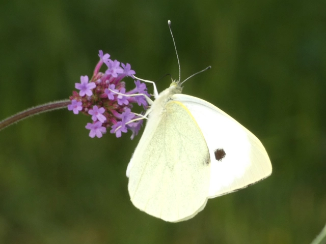 Pieris brassicae - káposztalepke
