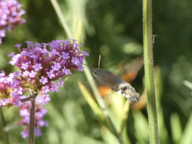 Macroglossum stellatarum - kacsafarkú szender