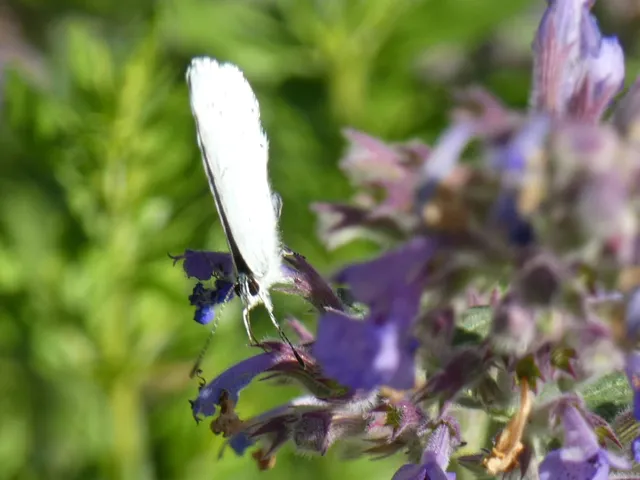Celastrina argiolus - bengeboglárka