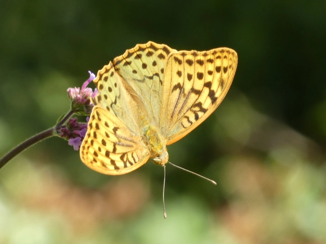 Argynnis pandora - zöldes gyöngyházlepke