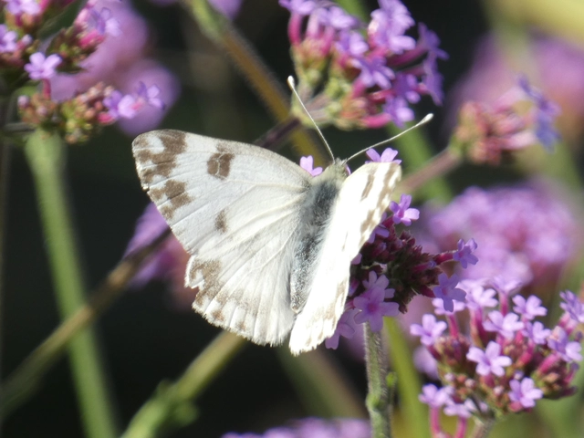 Pontia edusa - rezedalepke