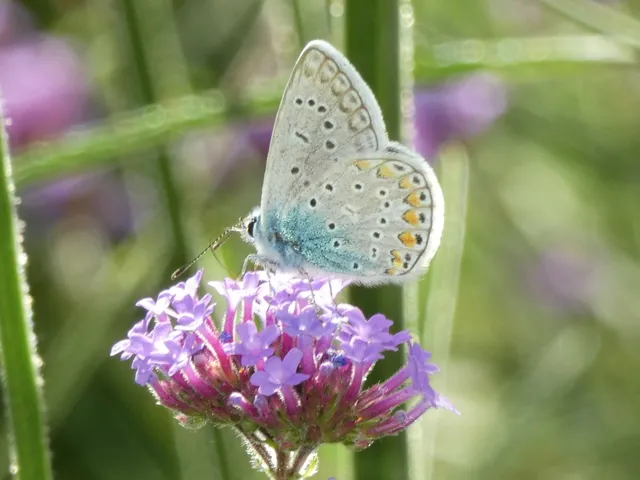 Polyommatus icarus - közönséges boglárka