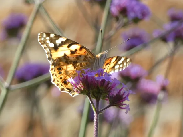 Vanessa cardui - bogáncslepke