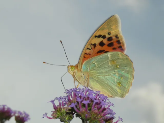 Argynnis pandora - zöldes gyöngyházlepke