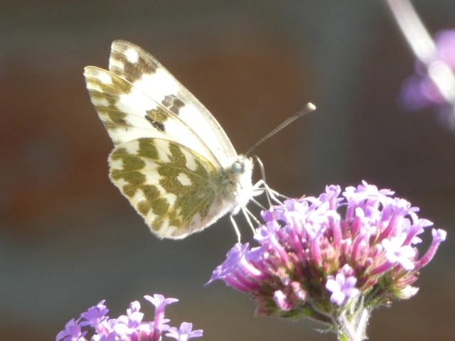 Pontia edusa - rezedalepke