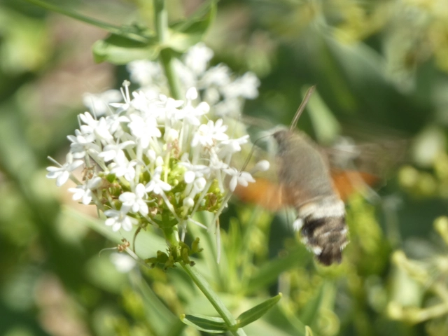 Macroglossum stellatarum - kacsafarkú szender