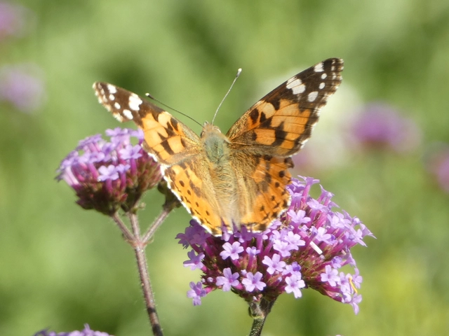Vanessa cardui - bogáncslepke