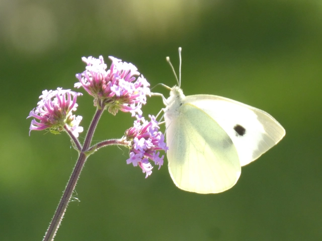 Pieris brassicae - káposztalepke