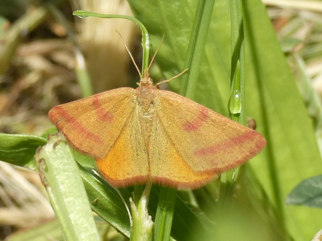 Lythria purpuraria - bíborsávos araszoló