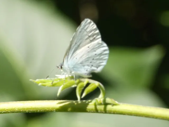 Celastrina argiolus - bengeboglárka
