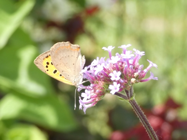 Lycaena phlaeas - közönséges tűzlepke