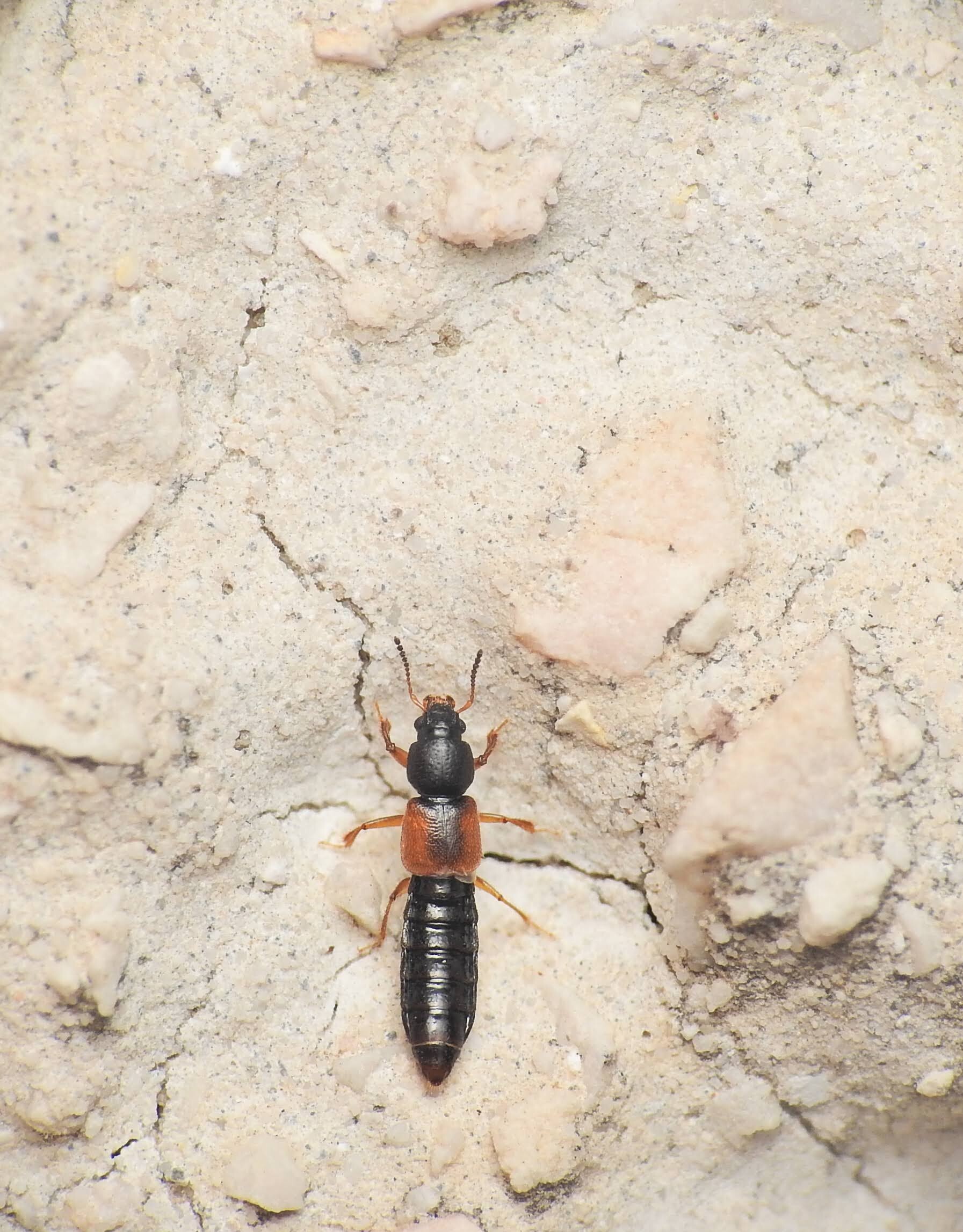 Bledius opacus - homoki ásóholyva