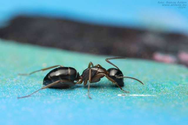 Camponotus fallax - ligeti lóhangya