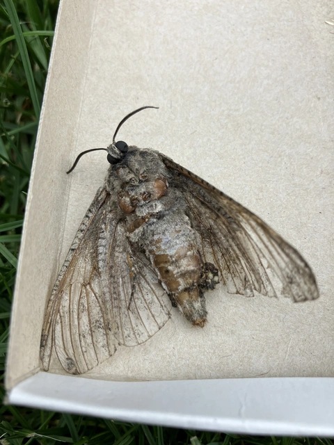 Cossus cossus - fűzfarontólepke
