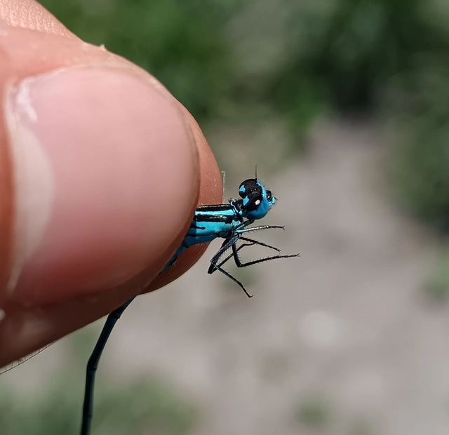 Coenagrion puella - azúrkék légivadász