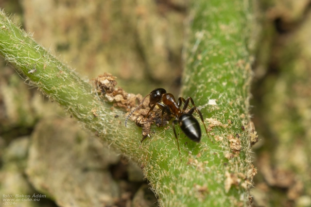 Colobopsis truncata - kapushangya