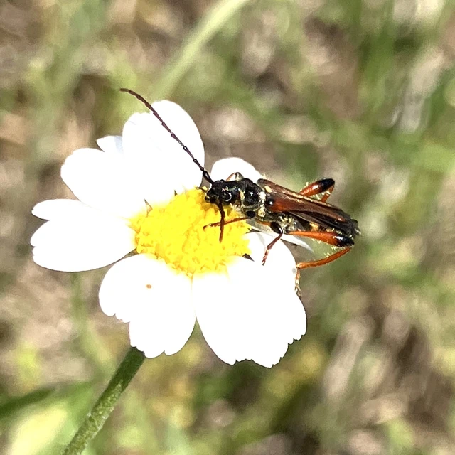 Stenopterus rufus - tarkacsápú keskenyfedőscincér